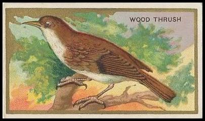 49 Wood Thrush